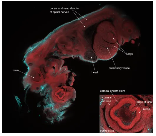 Figure 5. A dual-colour optical section of a 12.5 day old mouse embryo obtained with the Mesolens in laser scanning confocal mode