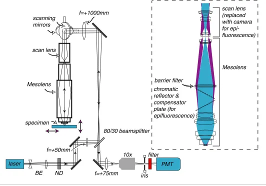 Figure 1. Schematic diagram of the laser scanning confocal Mesolens system. BE=beam expander, ND= neutral density filter