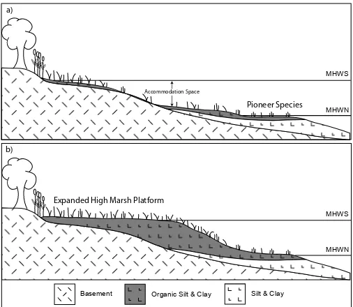 Figure 2. A sketch of the evolu�on of a typical minerogenic salt-marsh: a) Pioneer species colonise unvegetated inter-�dal ﬂats, enhancing sediment accumula�on, and promo�ng inﬁlling of available accommoda�on space