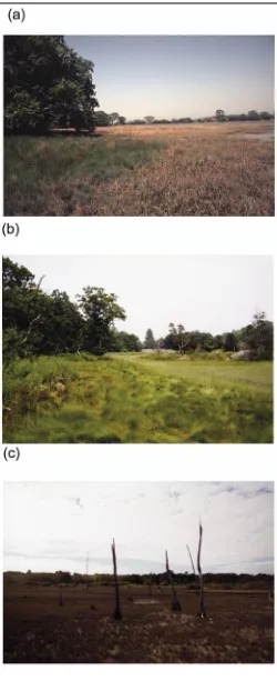 Figure 3 shows three examples of contras�ng saltmarsh environments. Minerogenic saltmarshes (Fig