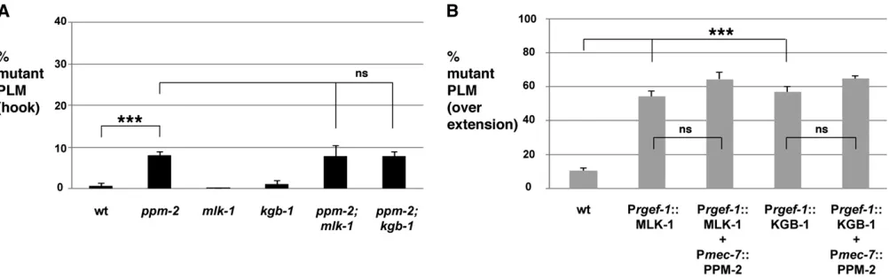 Figure 3 The PP2C phosphatase PPM-2 does not regulate the MLK-1 pathway. (A) Quantitation of PLM axon termination defects (hook) for the***indicated genotypes