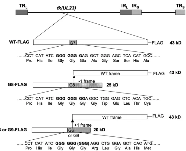 FIG 1 Diagram of TK expression from FLAG-tagged viruses. At the top of the panel is the HSV genome showing the position of thesegments representing the WT reading frame; the solid gray segments, the position of the G string; the hatched segment, the readin