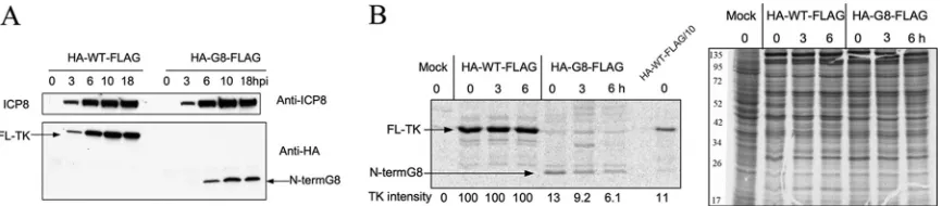 FIG 4 Frameshifting efﬁciency. (A) IP-Western (FLAG) analysis of full-length TK expression of HA-WT-FLAG and HA-G8-FLAG mutant viruses with a FLAG