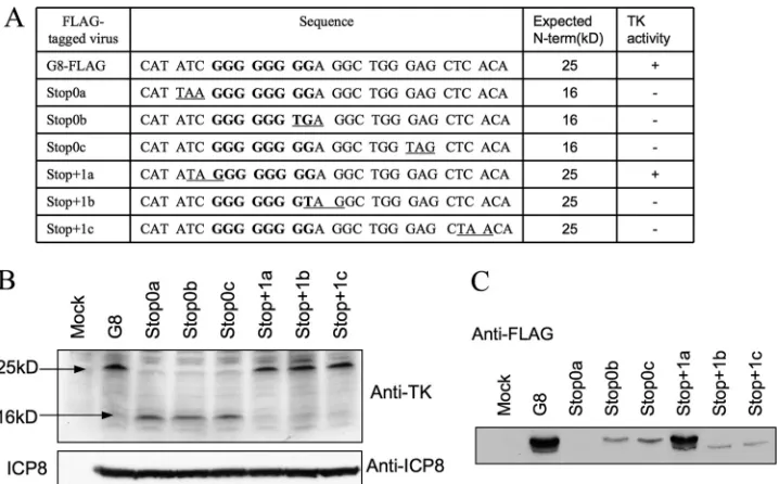 FIG 6 Effects of nonsense mutations on frameshifting. (A) Table summarizing the names of viruses, sequences surrounding the G string in the N-terminalreading frame (underlined codons are introduced stop codons, and the G strings are in bold), expected size