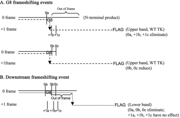 FIG 7 Proposed origins of TK polypeptides expressed by G8 and nonsense mutants. The horizontal solid lines, dashed lines, and dotted lines represent theN-terminal products, the G8 frameshifting events, which give rise to the upper bands in Fig