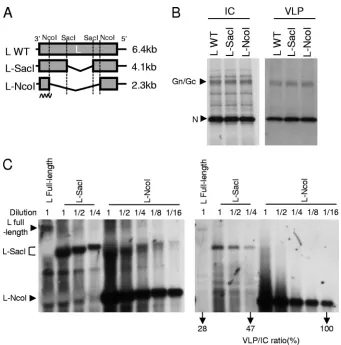 FIG 1 Packaging of L RNA and its internal deletion mutants into VLPs. (A) Schematic diagrams of L RNA (L WT) and its internal deletion mutants, L-SacIand L-NcoI