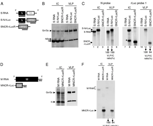 FIG 2 Packaging efﬁciencies of S RNA, M RNA, and their mutants into VLPs. (A) Schematic diagrams of S RNA and S RNA-derived mutants