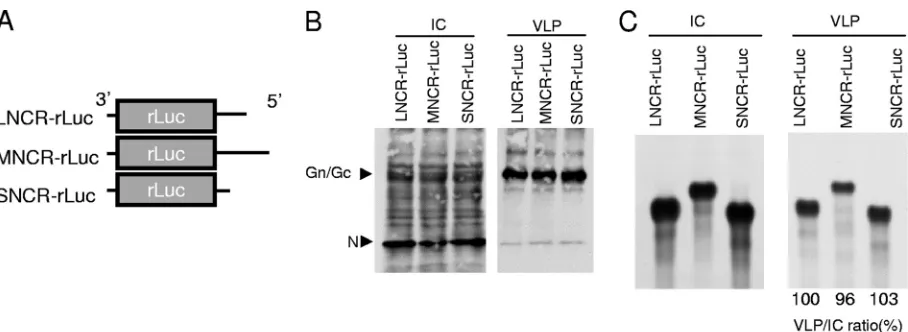 FIG 3 Inﬂuence of the NCRs of L, M, and S RNAs on RNA packaging. (A) Schematic diagrams of LNCR-rLuc, MNCR-rLuc, and SNCR-rLuc, whichcarried the rLuc gene inserted between the 3= and 5= NCRs of L, M, and S RNAs, respectively