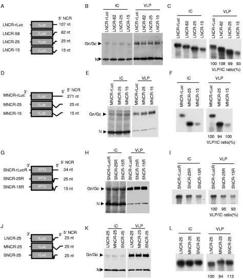 FIG 4 Effects of deletions within the 5= NCR of RVFV minigenomes on RNA replication and packaging