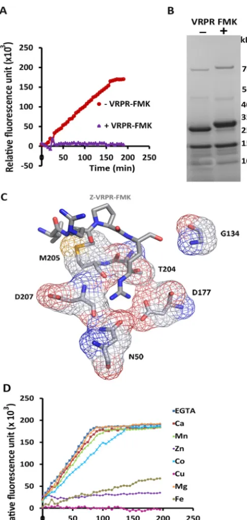 FIGURE 3. PmC11 binds and is inhibited by Z-VRPR-FMK and does notrequire Ca2� for activity