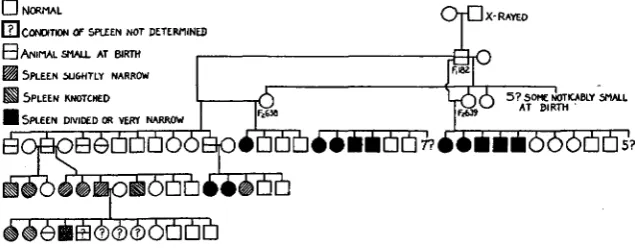 FIGURE 3.-pedigree chart in the shape showing inheritance of X-ray-induced mutation; causing alterations of the spleen, reduction in vigor and reduction in the size of the animal as a whole