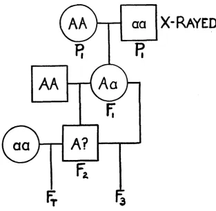 FIGURE 1.-Diagram showing system of mating. 