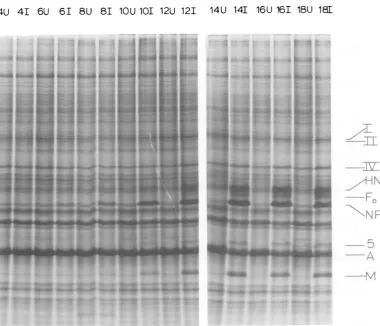Figure 4 shows the results obtained with CV-1cells pulse-labeled at various times after infec-tion