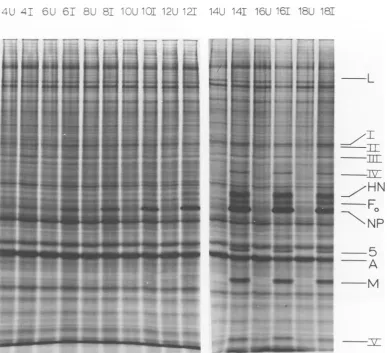 FIG.|6i[35S]methionineFig. 3. Time course ofSV5 polypeptide synthesis in primary CEF cells