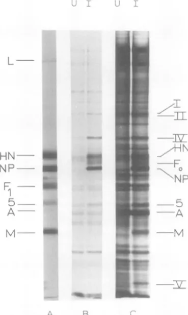 FIG. 4.phoresis[P5S]methionineAt the SV5 polypeptide synthesis in CV-1 cells. times indicated, the cells were labeled with for 60 min and processed for electro- and autoradiography.