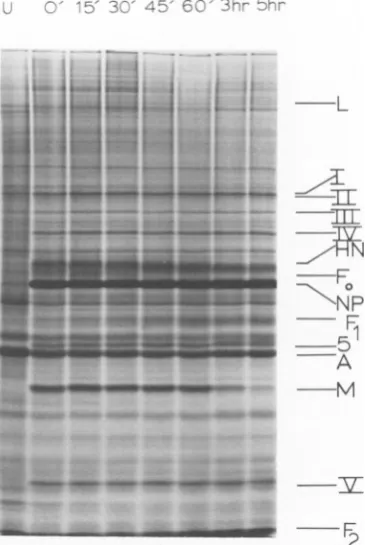 FIG. 6.18SV5-forfectedelectrophoresislane, h Comparison ofpolypeptides synthesized in and Sendai virus-infected primary CEF