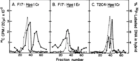 FIG. 3.SV40transcribedT2C4, Some mRNA species present in two lines of Ad2-transformed rat embryo cells