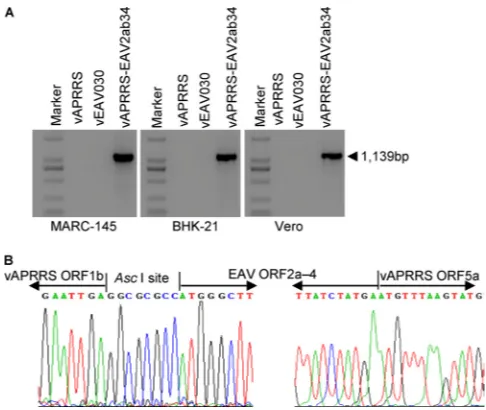 FIG 2 Expression of virus-speciﬁc markers in transfected MARC-145 cells. MARC-145 monolayers were transfected with plasmid DNAs carryingfull-length EAV or PRRSV cDNAs under the control of a CMV promoter