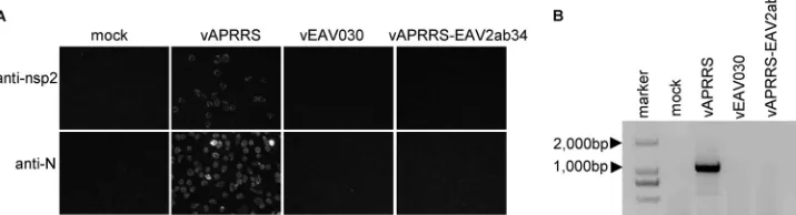 FIG 4 Productive infection of MARC-145, BHK-21, and Vero cell lines with the vAPRRS-EAV2ab34 chimera