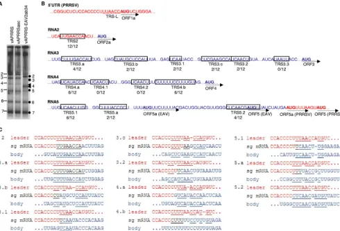 FIG 7 Analysis of vAPRRS-EAV2ab34 mRNA synthesis and leader-body junction sites. (A) Hybridization analysis of intracellular RNA isolated from BHK-21cells transfected with full-length RNA derived from chimeric and parental cDNA constructs