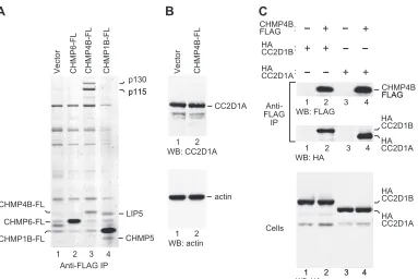 FIG 1 CHMP4B interacts with CC2D1A and CC2D1B in vivo. (A) CHMP4B speciﬁcally interacts with two high-molecular-weight proteins in human cells