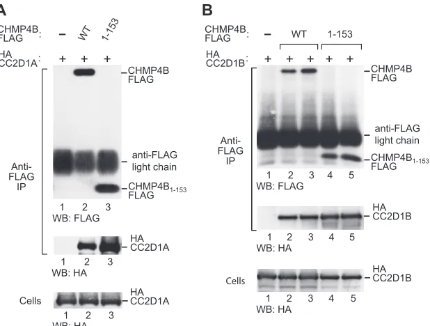 FIG 2 CC2D1A and CC2D1B interact with the core domain of CHMP4B. Shown are immunoprecipitations from 293T cells transiently expressing HA-CC2D1A(A) or HA-CC2D1B (B) and FLAG-tagged full-length CHMP4B or its core domain (CHMP4153)