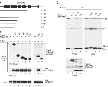 FIG 3 Ability of N-terminal CHMP4B fragments to bind CC2D1A and to inhibit HIV-1 budding
