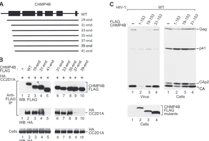 FIG 4 Role of the CHMP4B N terminus. (A) Schematic illustration of N-terminal CHMP4B truncation mutants