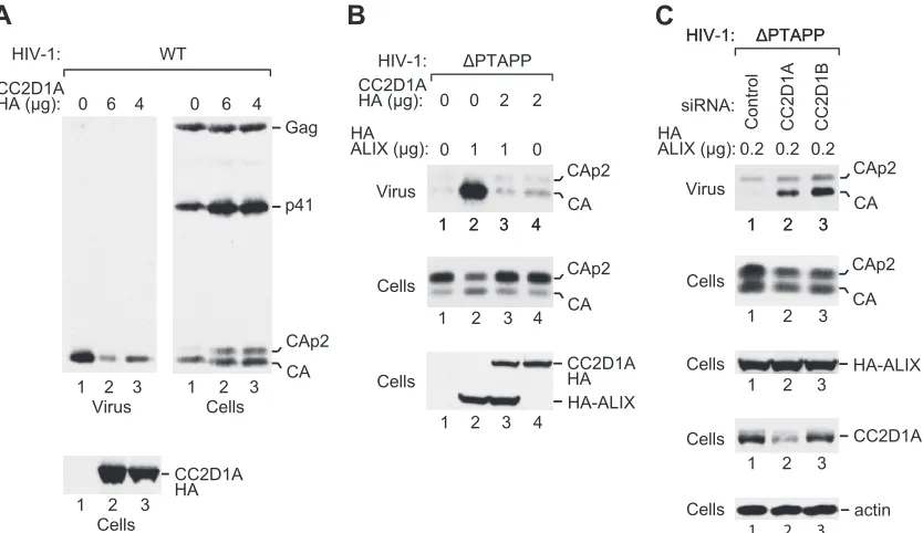 FIG 5 CC2D1A inhibits HIV-1 budding. (A) Effect of CC2D1A overexpression on wild-type HIV-1