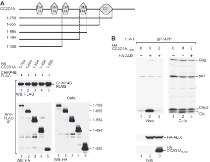 FIG 6 Ability of CC2D1A truncation mutants to bind CHMP4B and to inhibit the function of ALIX in HIV-1 budding