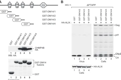 FIG 7 CHMP4B binding by isolated DM14 domains and their effects on the function of ALIX in HIV-1 budding
