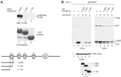 FIG 8 DM14 domain 1-dependent CHMP4B binding and inhibition of HIV-1 budding by an N-terminal CC2D1A fragment