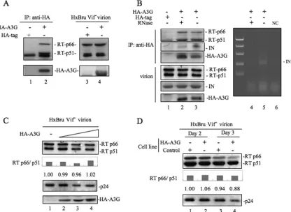 FIG 2 A3G interacts with HIV-1 reverse transcriptase in the virus. (A) To test the A3G-RT interaction in the virus, the HIV-1 Viflysed, and loaded into SDS-PAGE gels