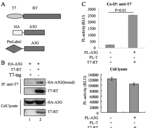 FIG 3 A3G-RT interaction in the absence of other viral proteins. (A) Sche-zyme which is able to cleave chemiluminescence substrate