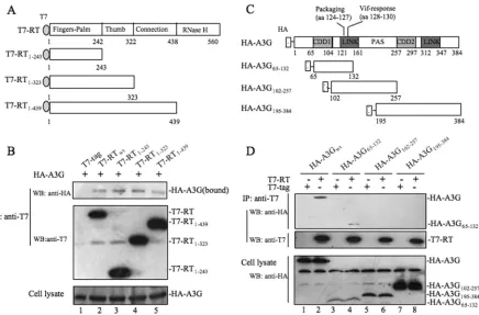 FIG 4 Mapping the binding domains in both RT and A3G required for their interaction. (A) Schematic representation of the different T7-tagged RT wt/mutantconstructs used in the domain-mapping experiments
