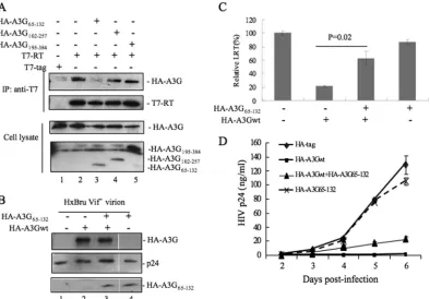 FIG 5 A3GTwelve hours postinfection, total DNA was extracted from the infected cells. The level of HIV-1 LRT was analyzed by real-time PCR