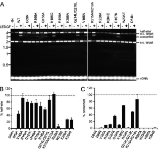 FIG 5 LEDGF/p75-dependent integration activities. The assay design was similar to that shown in Fig