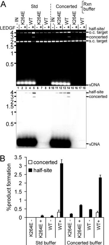 FIG 6 LEDGF/p75-dependent INWT and INK264E integration activities underdifferent reaction buffer conditions