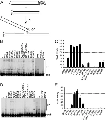 FIG 2 DNA strand transfer assay and IN mutant activities. (A) Precleaved 30-mer vDNA substrate, indicating the position of 5(IN(INMg=-end 32P label (*)