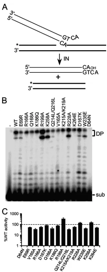 FIG 3 Disintegration substrate design and IN activities. (A) Substrate illus-pressed as the percent INmigration positions of disintegration substrate (sub) and reaction products(DP)