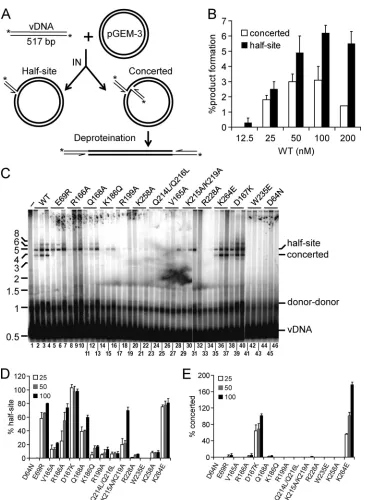 FIG 4 Concerted integration assay design and IN mutant activities. (A) Schematic showing 5experiments (products