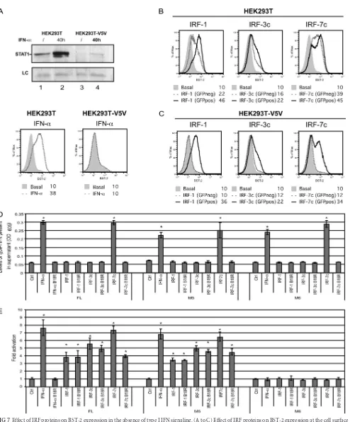 FIG 7 Effect of IRF proteins on BST-2 expression in the absence of type I IFN signaling