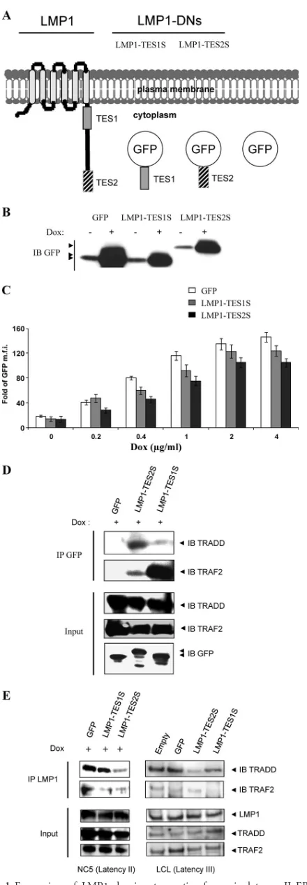 FIG 1 Expression of LMP1 dominant negative forms in latency II EBV-transformed T cells