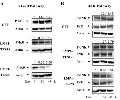 FIG 4 LMP1-DNs impair NF-phorylated JNK, JNK, andN-terminal kinase (JNK) signaling pathway in EBV-transformed lymphocyte(NC5) lines