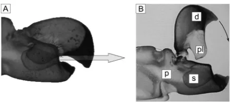 Figure 2. The images show a slice-wise arrangement of the mslice represents the opened end of the claw, the bottom down imagedisplays the last extracted slice at the joint of the propus and the dactyl(bottom right image) The images in the top right and dow