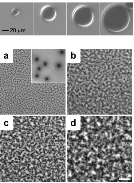 Figure 1.2.Two mechanisms of dewetting:(i) nucleation and growth (NG)(top row) and spinodal dewetting (SD) (middle and bottom rows) at various time intervals