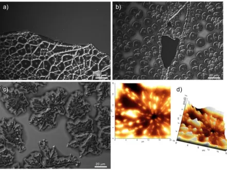 Figure 3.5 Optical micrographs of (a) PS204/CSNG-R263(1wt%)/PMMA51 at 190°C for 2 h, and (b) PS204/CSNG-R263(10 wt%)/PMMA51 bilayer at 190°C for 4 h, (c) (b) PS204/CSNG-R378 (10 wt%)/PMMA51 at 190°C for 16 h and (d) AFM of topography and 3D views of the fe