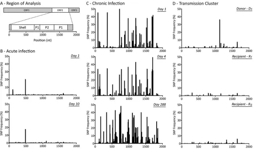 FIG 2 Distribution of single nucleotide polymorphisms (SNPs) detected from the 3= end of ORF1 to the 5= end of ORF3