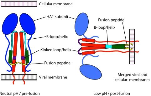 FIG 1 Schematic representation of the conformations adopted by HA.Alpha-helices are represented by rectangles, loops by curved lines, andHA1 subunits by ovals