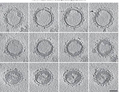 FIG 7 Tomographic slices of the pH 4.9/5-min virions with nonresolved M1 layer and disorganized glycoproteins
